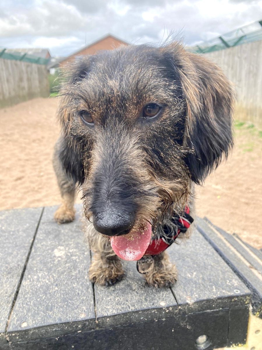 FAB #BankHolidayVibes with Ernie this morning! 😍

This 3yr old #Dachshund is looking for his forever home NOW!
Find out more👉 bit.ly/45thUAi

#rescuedog #adoptdontshop #bankholiday #bankholidayweekend #bankholidaymonday #leeds #dogoftheday #rescuedogoftheday @DogsTrust
