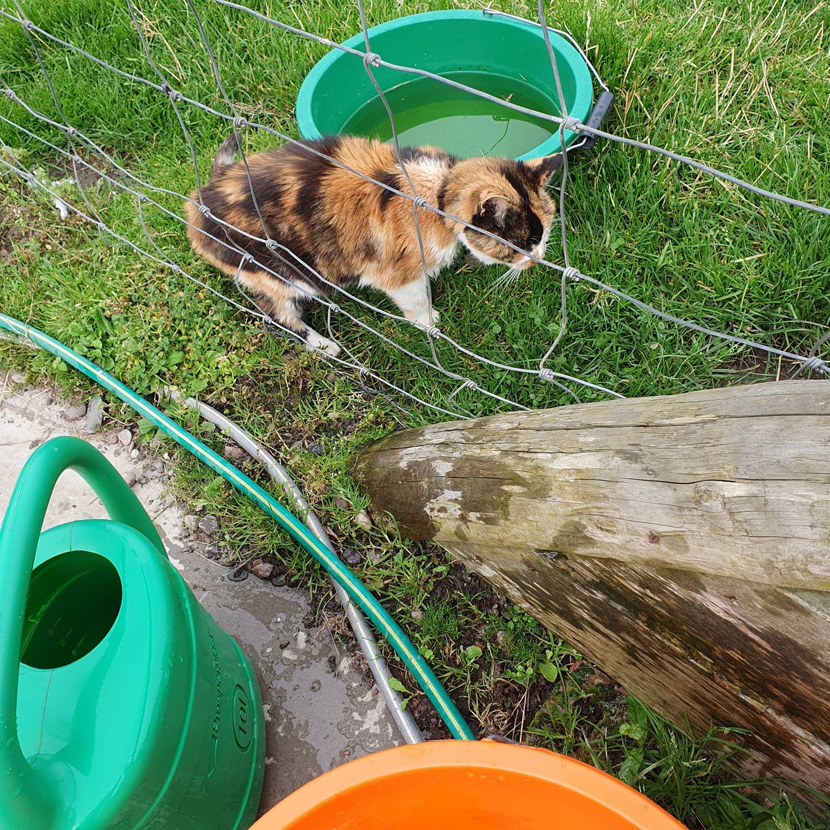 Shropshire Cat Rescue tweet media