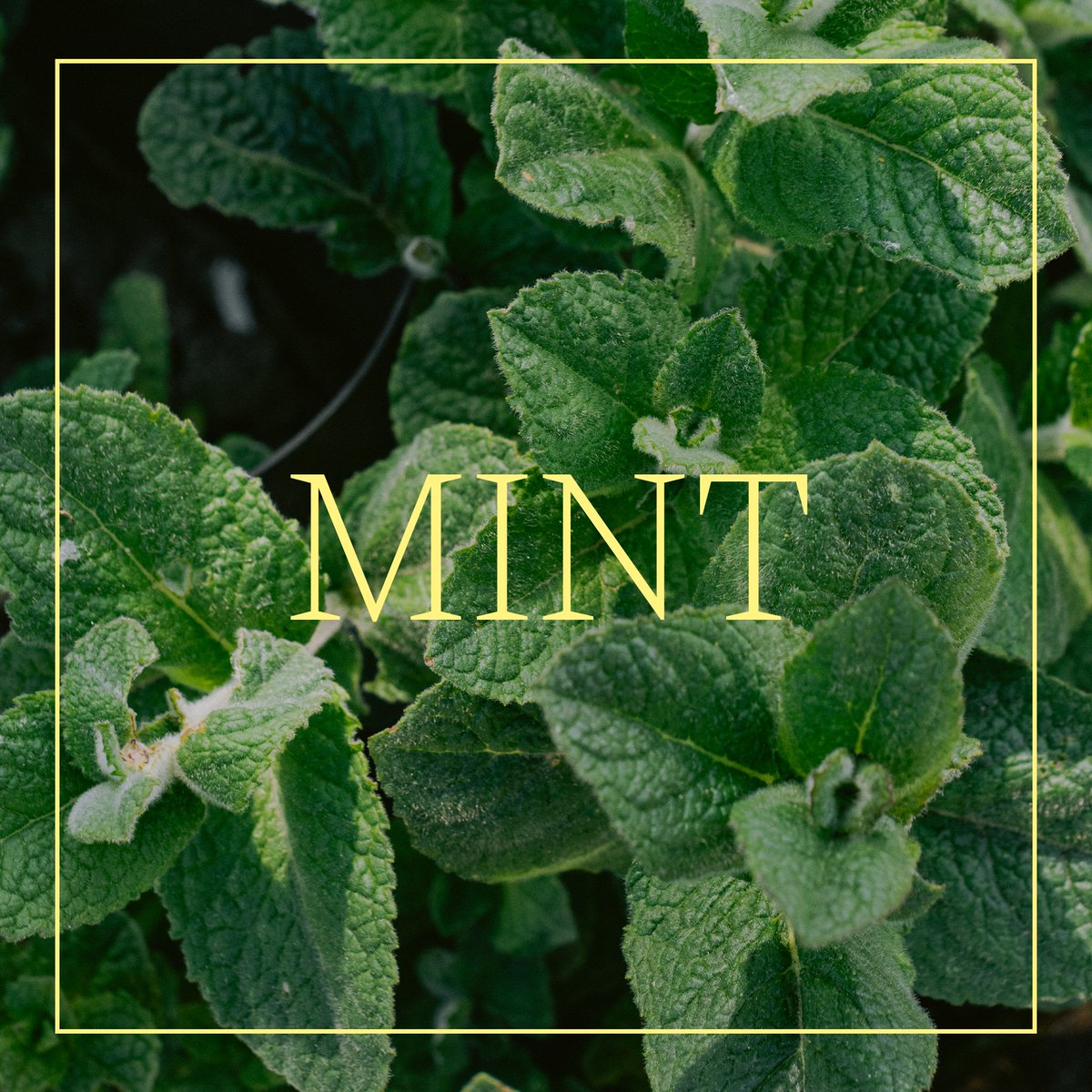 Château Neercanne tweet media