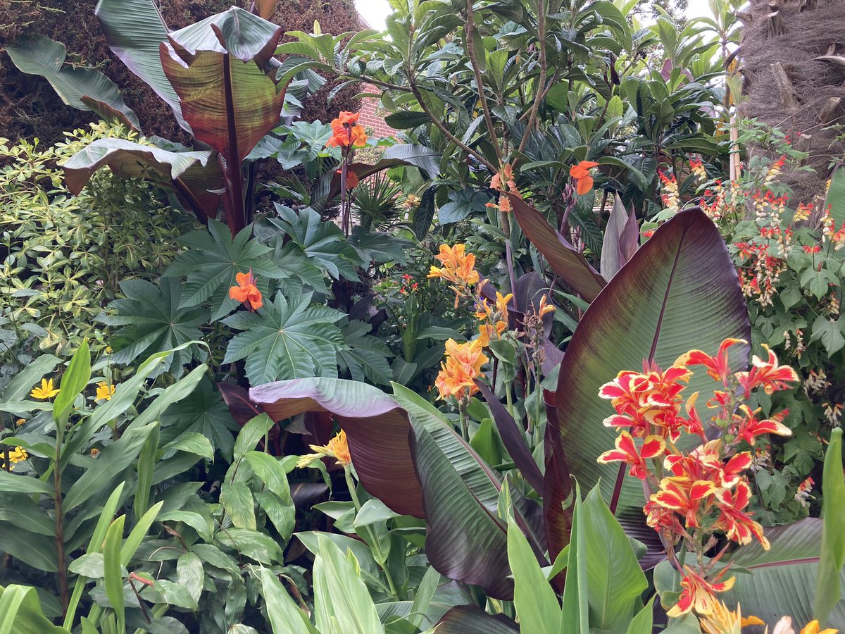 Tender_Plant tweet picture