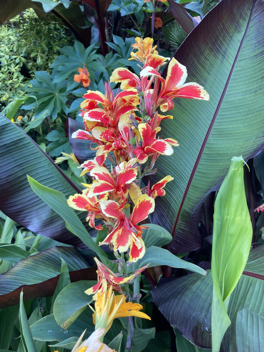 Tender_Plant tweet picture