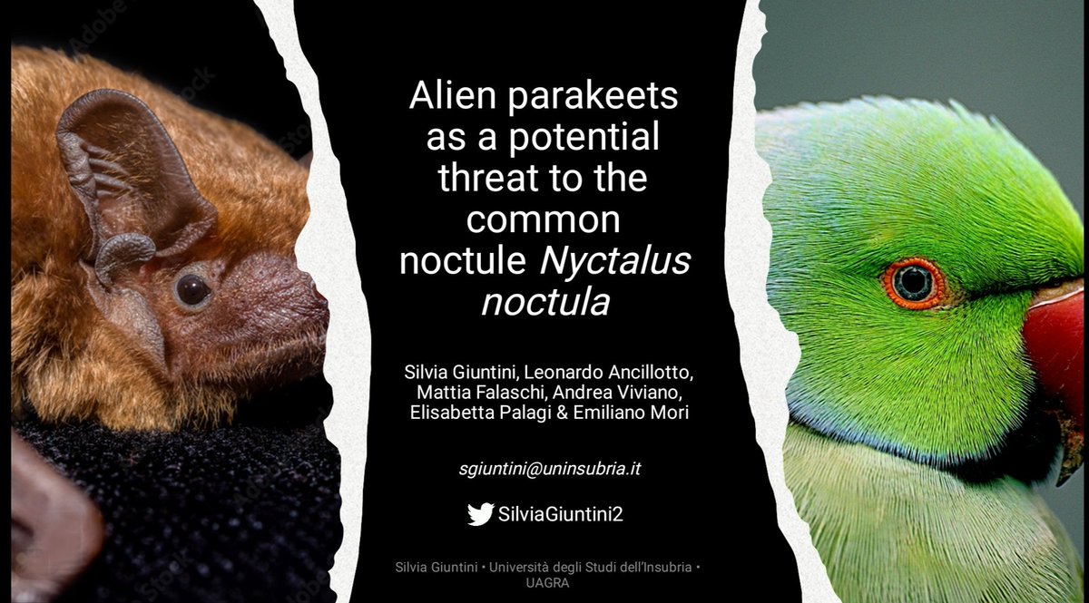 SilviaGiuntini2's tweet photo. So today I am presenting our work on the competition between #ringneckedparakeet  and #commonnoctule at the 13th European Vertebrate Pest Management Congress in Florence, Italy (#EVPMC2023). Glad to be able to vent some of my obsession with parakeets....😬 https://t.co/MLuQel2Or1