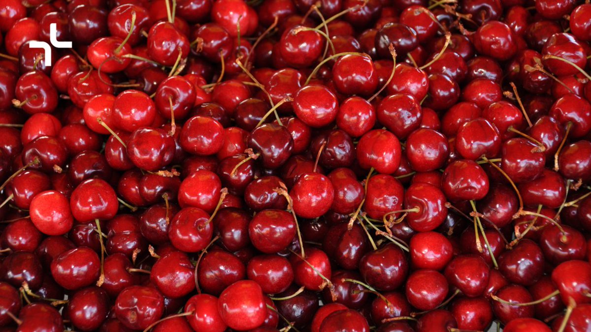 LaincoAgro's tweet photo. Sabías qué.. 

Aragón ya es el primer productor de #cereza en #España?

🍒 Las #cerezas son una gran fuente de vitamina C, calcio, hierro, magnesio y potasio.

#DíadelasCerezas 🍒
#LAINCO #ProtectingLife #Desde1934LAINCO https://t.co/bpJ7Rpod0x