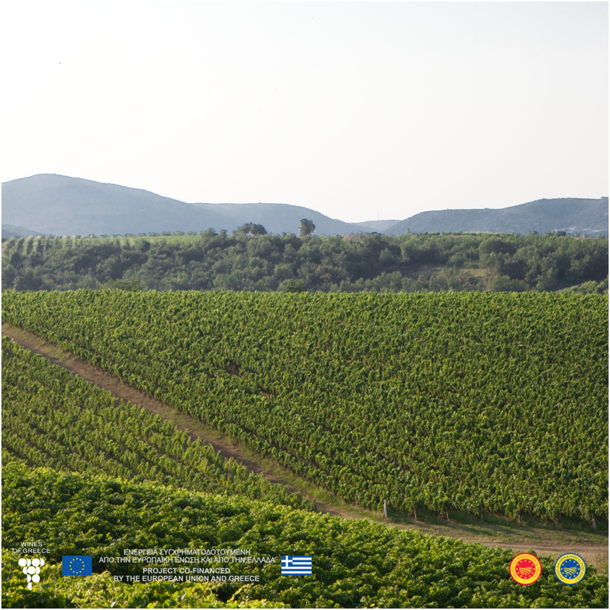 🌿🍷 Immerse yourself in the flavors of PGI Imathia (ΠΓΕ Ημαθία)wines! ✨ PGI Imathia wine zone situated in the picturesque northern part of Greece, boasts vineyards at altitudes surpassing 80 meters. 🍇 Experience the captivating range of dry to semi-sweet white, rosé, and red.