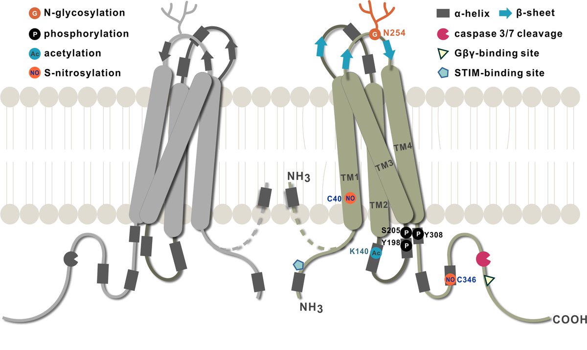 In the recent #BiochemSocTrans: doi.org/10.1042/BST202… our mini-review delves into new discoveries on Panx1's structure and activation mechanisms. You may also find authors' manuscript: drive.google.com/file/d/1_kWoPL…