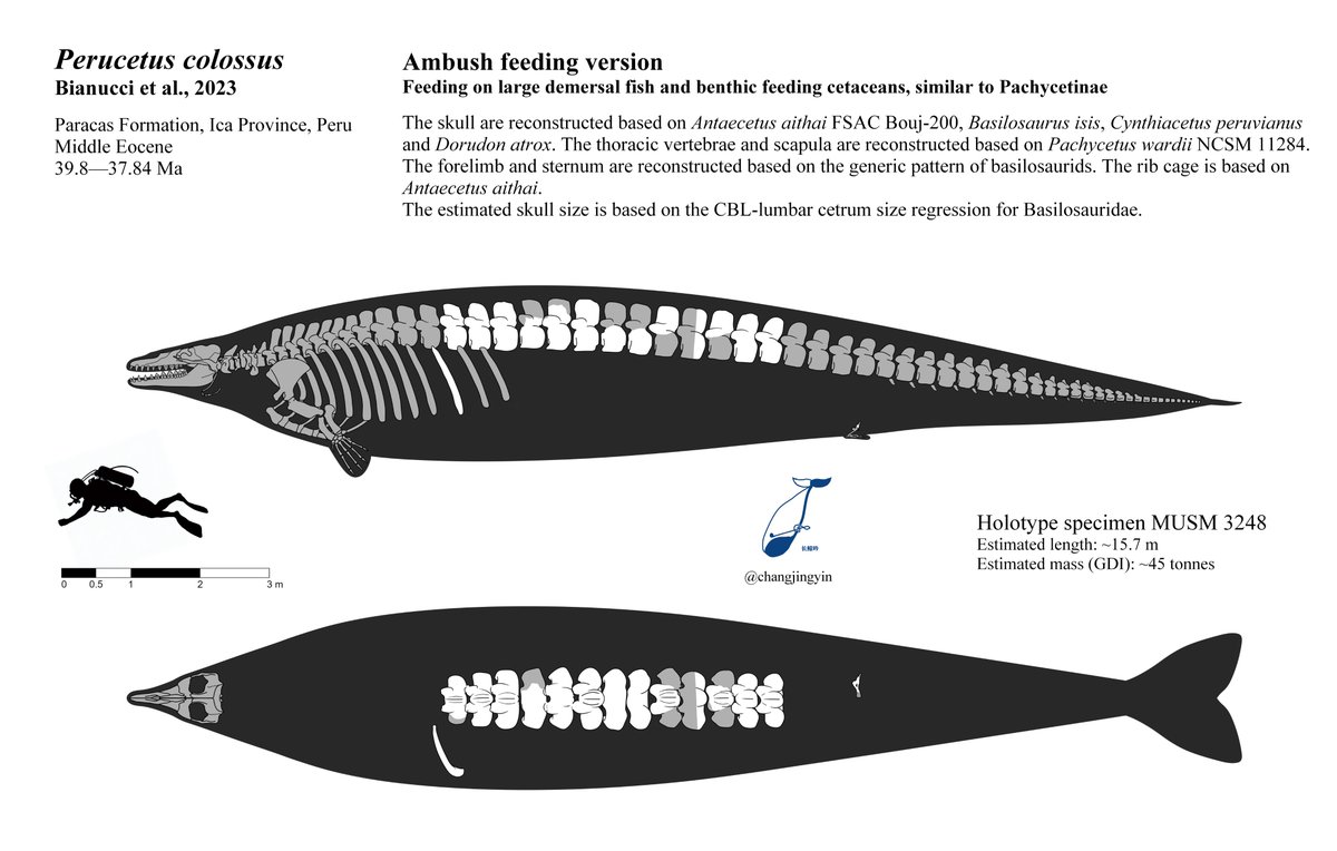 changjingyin's tweet photo. Skeletal reconstruction of Perucetus colossus MUSM 3248.
There is no doubt that the Perucetus is the largest known species of archaeocete. https://t.co/vWH20iGoSR