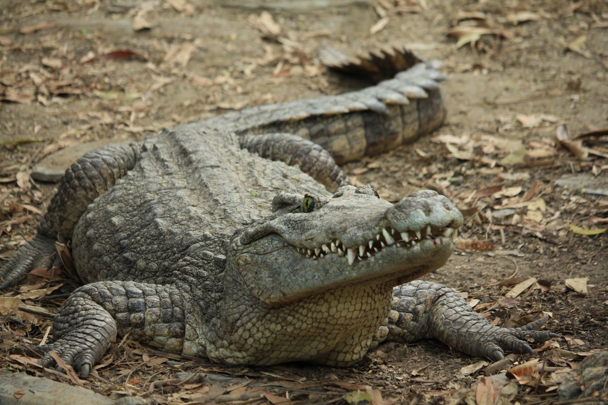 Saltwater crocodiles have the strongest bite of all animals on the planet #lakemburo,#kibalenationalpark,#budongoforest,#murchisonfallsnationalpark,#kakamegaforest,#bwindiimpenetrableforestnationalpark