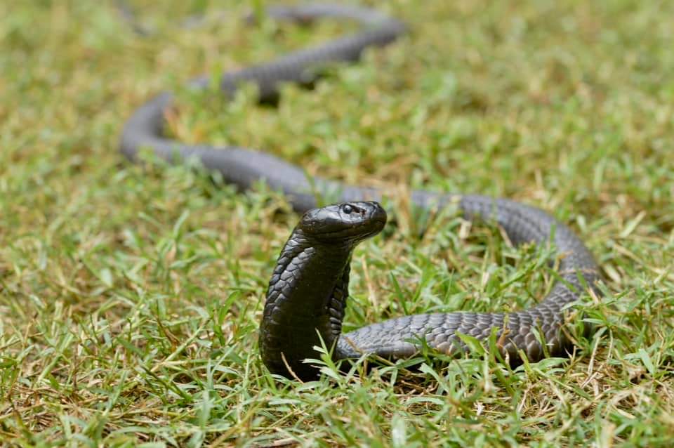 LoneWalker_256's tweet photo. #KnowYourSnakes🐍
Black-Necked spitting cobra (Naja nigrocollis)
DYK:
✓ Species of spitting cobra found in sub-saharan Africa.
✓ Moderately size growing btn 1.2m to 2.2m
✓ Prey primarily on small rodents
✓ Possess medically significant venom
#SnakesofUganda #Snake101 https://t.co/OhkFT43Pi5