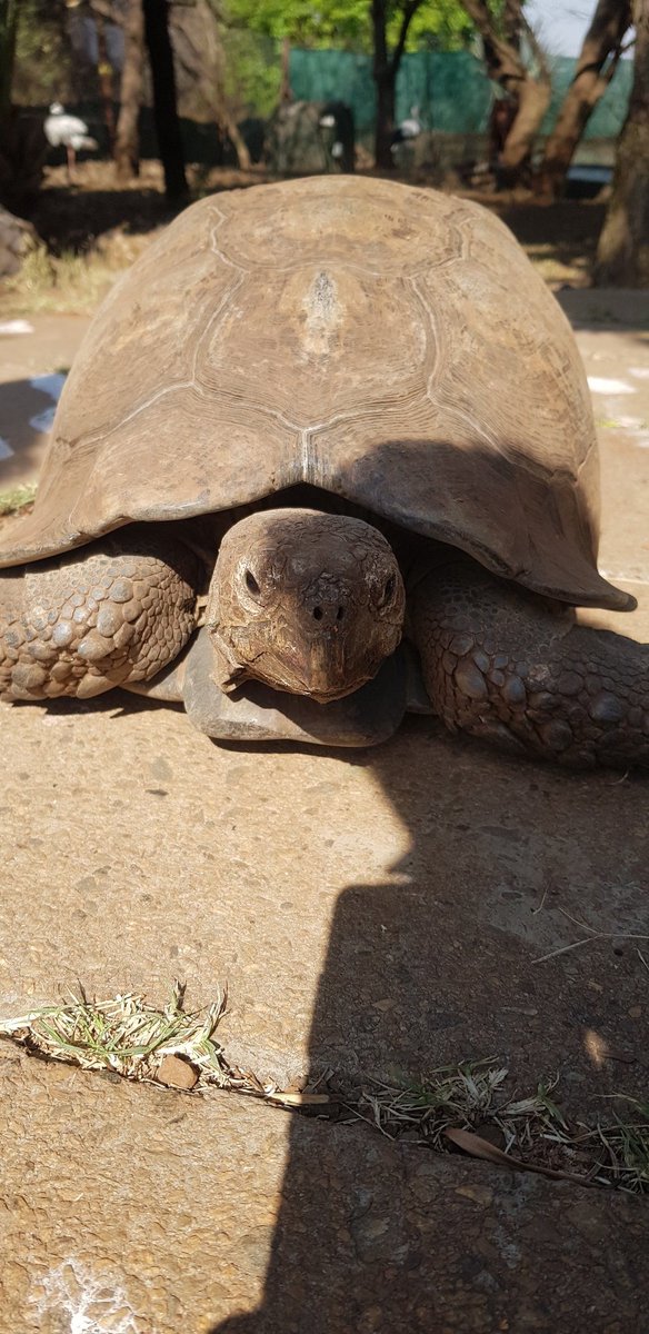 ThePack2023's tweet photo. Found a new friend during the weekend.
#goodmorning #tortoise #thepack #packfamily #outdoors #reptiles #Mondaymorning https://t.co/bxrmuqSuEk