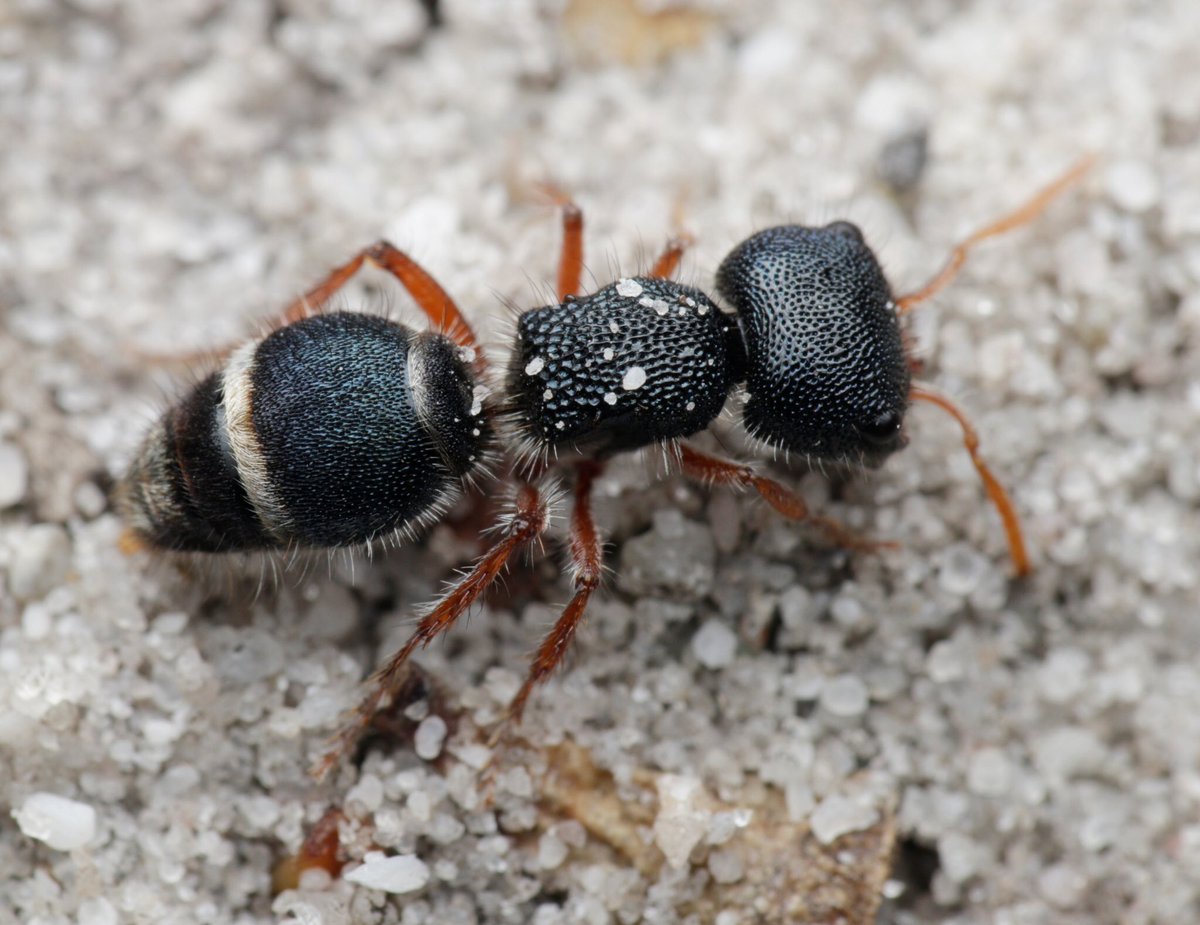 This amazing ant is Ephutomorpha porrecticeps, a Velvet Ant from the family Mutillidae. Velvet Ants are found across Australia and live in urban areas, forests/woodlands, heath, and wetland areas. They get their name from the wingless female that resembles a hairy/velvety ant.