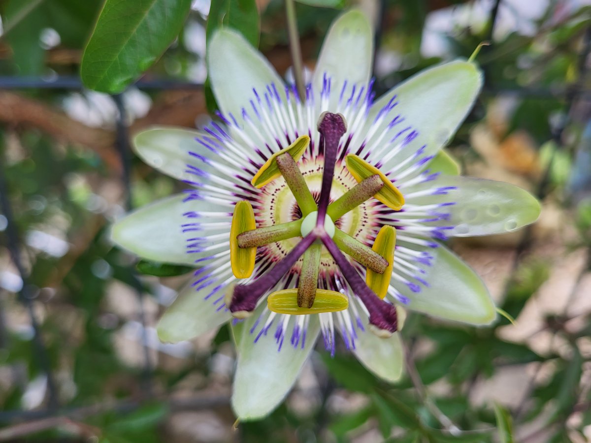 Un peu, beaucoup, passionnément... Une jolie passiflore pour vous souhaiter un beau #LundiFleuri et une belle semaine.