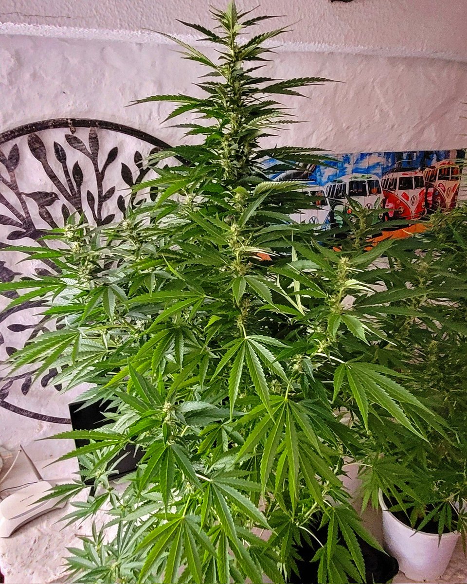 RaulSantos1981's tweet photo. Arrancamos finales de agosto con #DeliciousCookies 🥯
Es mi primera vez con este banco de semillas. Su etapa de crecimiento ha sido bastante buena. @DeliciousSeeds
Ya os iré contando su evolution! https://t.co/yGfg5UPjxy