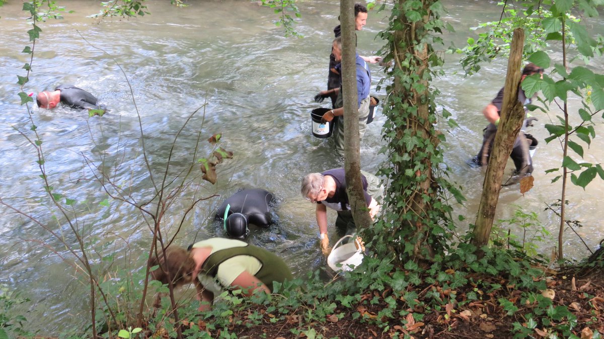 DavidLamiray's tweet photo. Voilà un bel engagement citoyen avec la #Mission1000Tonnes sur la @VilledeMaromme avec plus de 2600Kg de déchets ramassés dans la rivière du #Cailly en 3 heures.
Après 2 siècles d’exploitation par l’homme cet espace naturel retrouve petit à petit sa qualité environnementale. https://t.co/XyrAvbSOkx