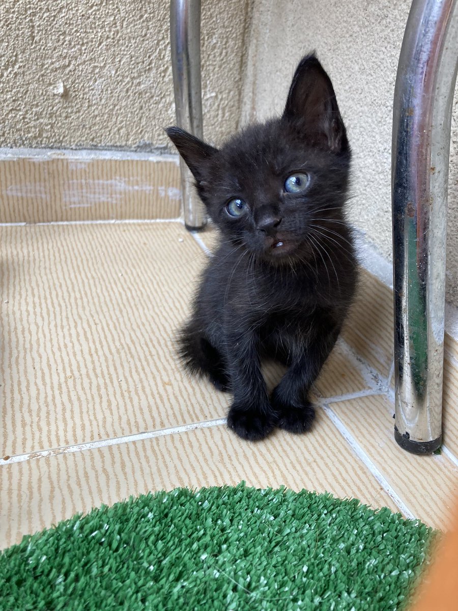 cattingwoman's tweet photo. Elimde kalan son 3 bebek 
özellikle tekir olanın şansı çok düşük. 35 günlükler 
kuru mama yiyorlar
kum kullanıyorlar 
istanbulda yuva arıyorlar https://t.co/v7sTgGZwpR