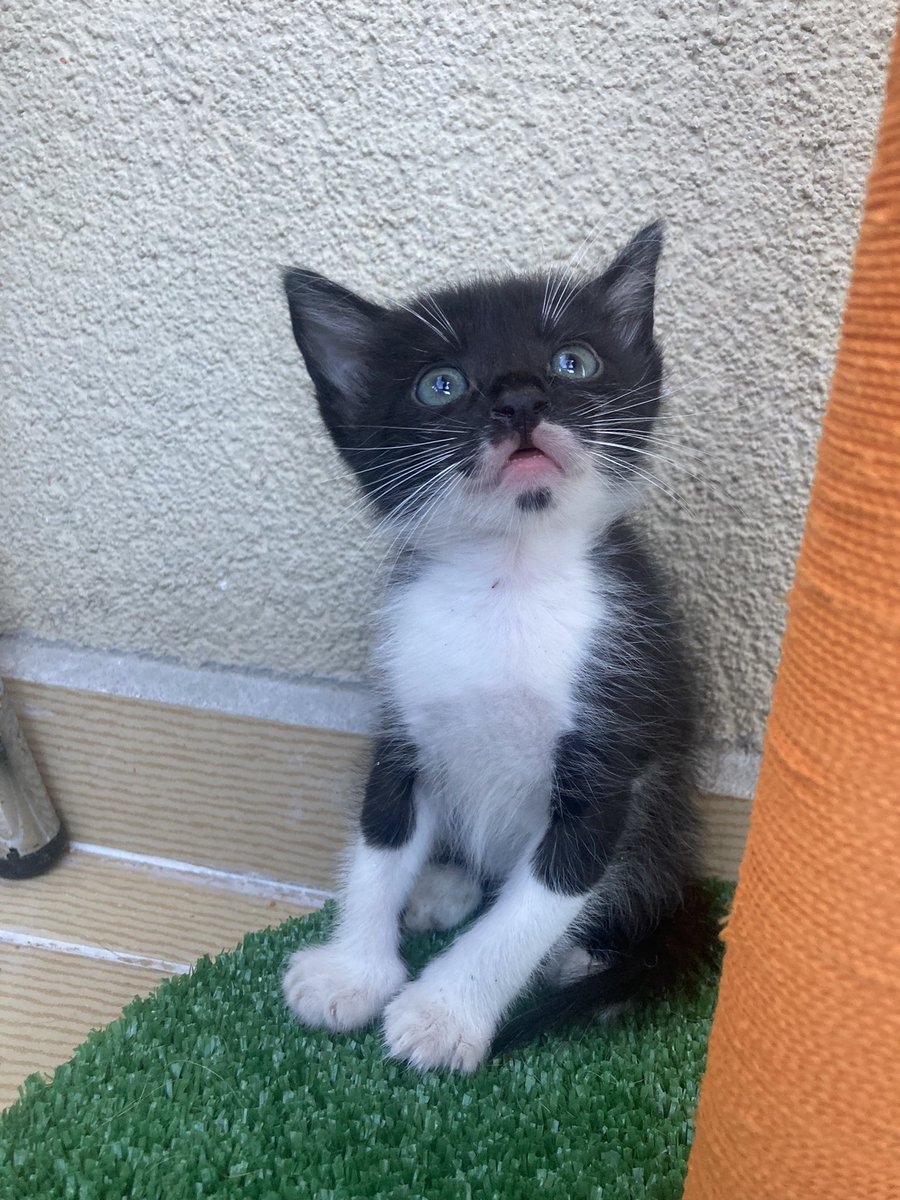 cattingwoman's tweet photo. Elimde kalan son 3 bebek 
özellikle tekir olanın şansı çok düşük. 35 günlükler 
kuru mama yiyorlar
kum kullanıyorlar 
istanbulda yuva arıyorlar https://t.co/v7sTgGZwpR