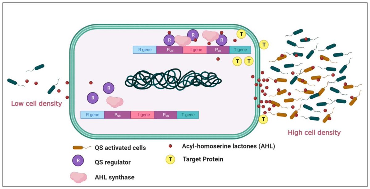 Encyclopedia_X's tweet photo. ๐ฐ Quorum Sensing in Microorganisms
๐จโ๐ Edamkue Israel, Selvarajan Ramganesh, Akebe Luther King Abia, Chioma Blaise Chikere
๐ https://t.co/2HSBoxHCiH
@EnvSciTech @NIEHS @EnvSciRSC
#quorumsensing #microbialcommunication #biofilmformation https://t.co/kMuQYERCCB