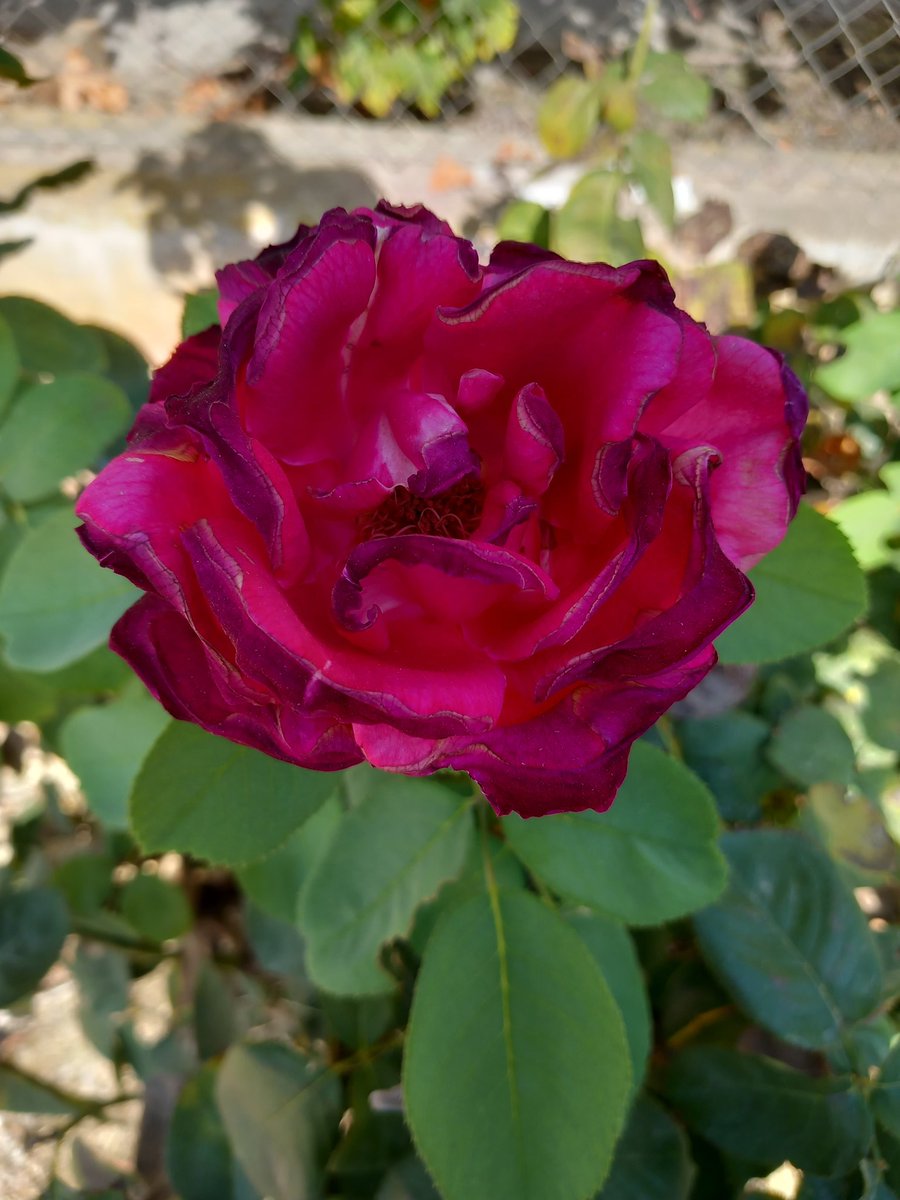 سُبْحَانَ الَّذِیْ سَخَّرَلَنَا ھٰذَا وَمَا کُنَّا لَہٗ مُقْرِنِیْنَ، وَاِنَّآ اِلٰی رَبِّنَا لَمُنْقَلِبُوْنَ

 پاک ہے وہ ذات جس نے اسے (سواری کو) ہمارے تابع کردیا ورنہ ہم اسے قابو میں کرلینے والے نہیں تھےاور یقیناً ہم اپنے رب ہی کی طرف واپس جانے والے ہیں۔