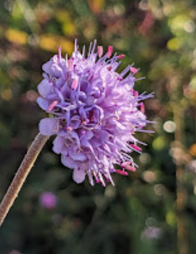 simonsuter's tweet photo. Banstead Woods lived up to expectations this morning ;-) #CommonBlue #FlowerCrabspider #DevilsBitScabious https://t.co/OOkRj2PwFC