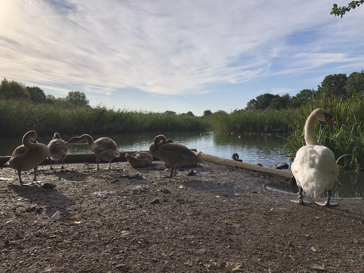 mdrakes1's tweet photo. 15km through @IngrebourneEWT to visit the @SwanwatchUk 🦢. 260/250km now banked for #REDAugust so this month should be best distance of #RED2023. @TeachersRunClub @UKRunChat @WeAreERC https://t.co/kn3fyEASxT