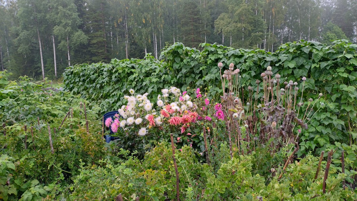 Mirklis pirms rudens #darbiņā #urbangardens #autumn