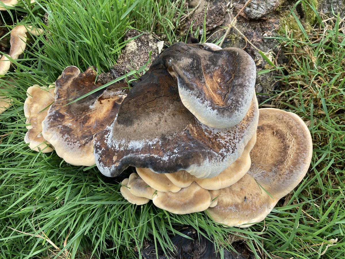 fellsandfungi's tweet photo. Happy #MushroomMonday 🍄 https://t.co/VCG6GLKuMw