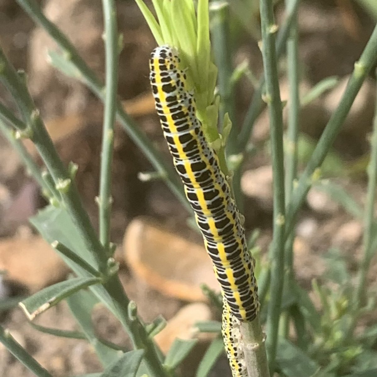 a_fallan's tweet image. Any #caterpillar experts out there?  Found these caterpillars and initially thought large white but now wondering if they’re toadflax moths as I think the plant is purple toadflax #mothid