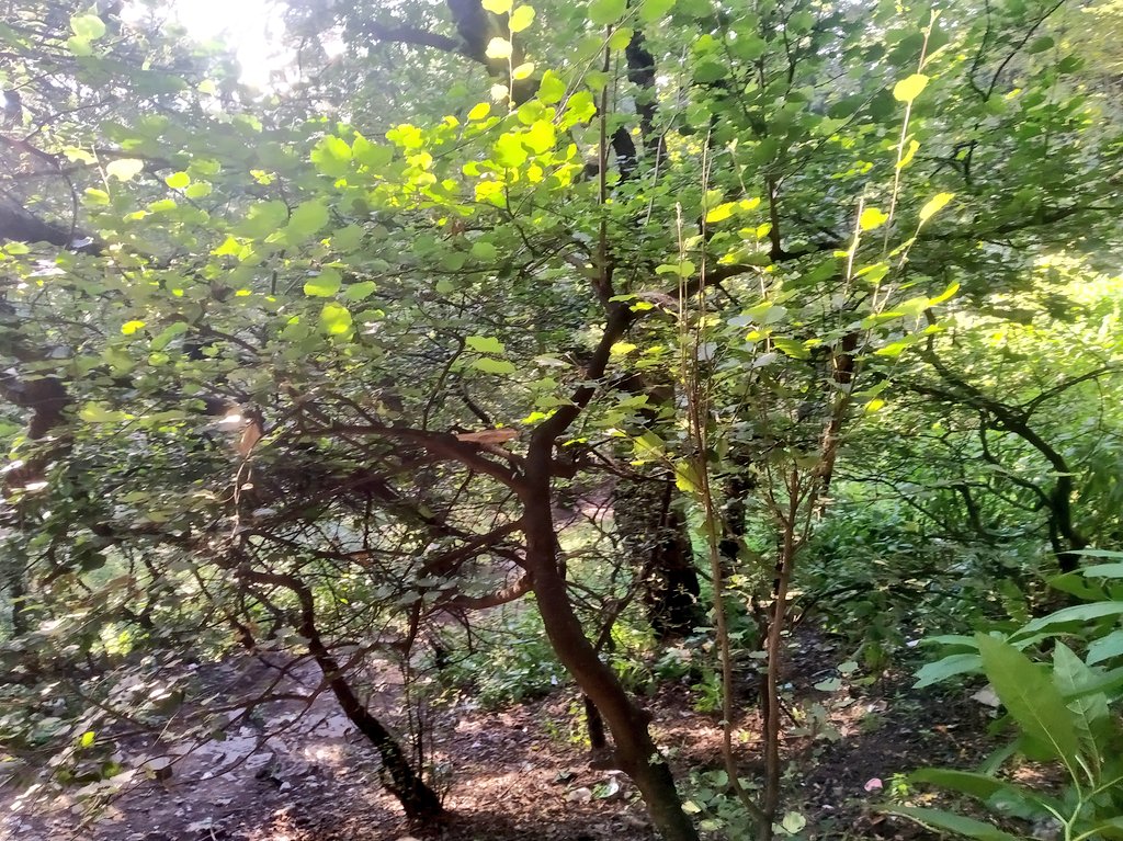 Islambaduk3's tweet photo. On way to SatReshi Sahab (RA). Place to cherish. Akingam Anantnag! https://t.co/AxEzC15BVk