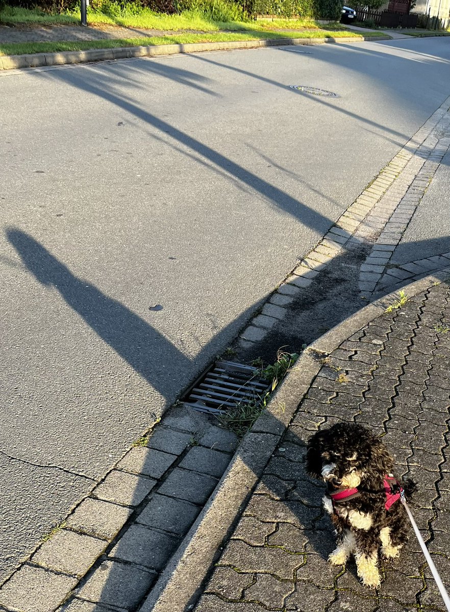 Die_Lesezeichen's tweet photo. Bin schon riesengroß jetzt, sagt Mommy. 💪🐾 https://t.co/9vdmsHkUZr