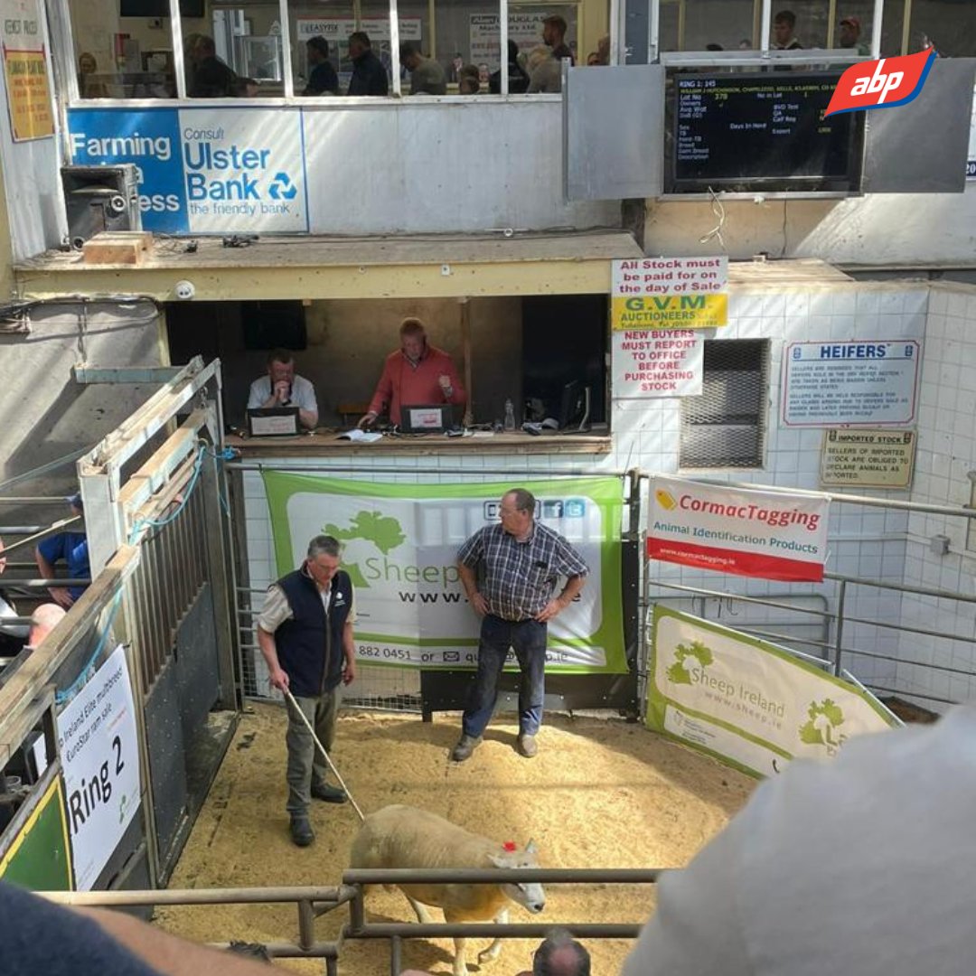 Great day out on Saturday at the <a href="/SheepIreland/">Sheep Ireland 🌟🌟🌟🌟🌟</a> Multi Breed Ram Sale.🐑🐏
 
Super sheep on display across many breeds with excellent terminal and maternal indexes.

Well done to <a href="/SheepIreland/">Sheep Ireland 🌟🌟🌟🌟🌟</a> and all involved in this well-organised sale!👏

#TeamSheep