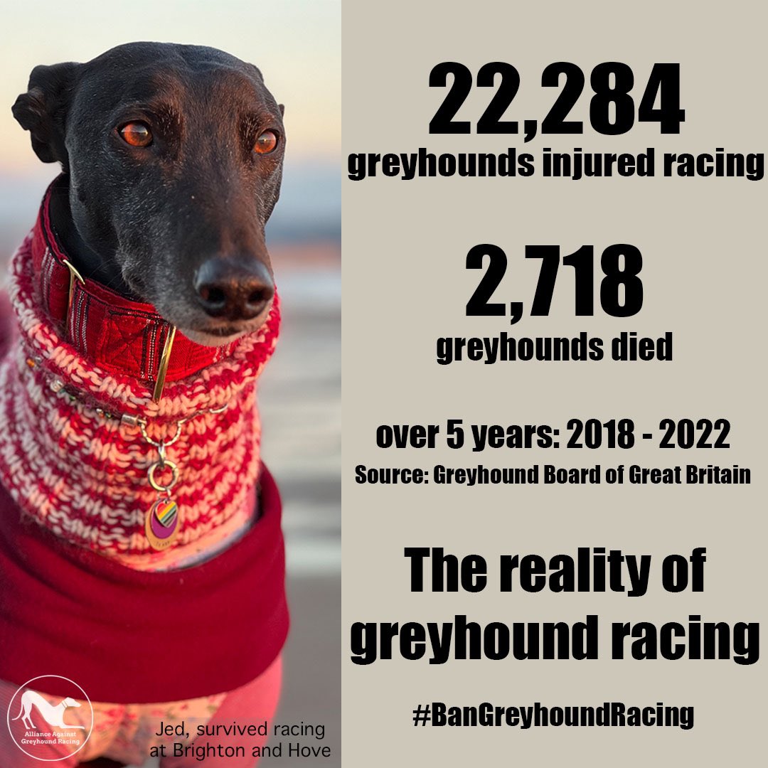 The greyhound racing industry’s celebratory #NationalGreyhoundWeek starts today.

We will be highlighting the reality of greyhound racing starting with its true cost - at least 22,284 injured and 2,718 dead greyhounds between 2018 - 2022

#GreyhoundRacing is a #NationalDisgrace