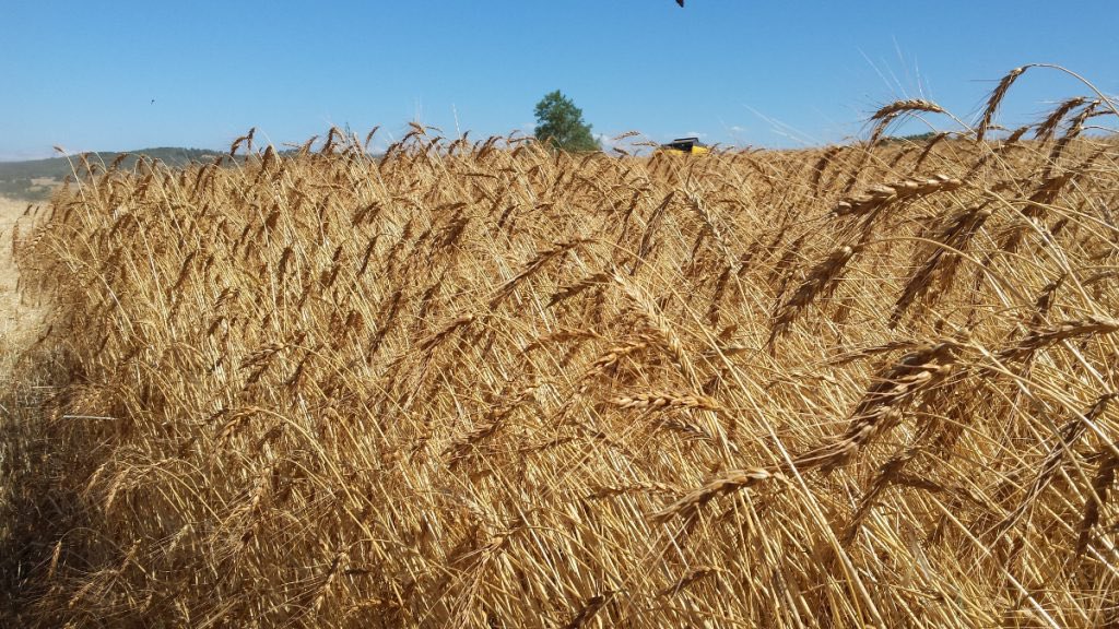 fredericaparisi's tweet photo. 🌾El #xeixa és una varietat de forment que porta alguns anys recuperant-se a diverses regions de Catalunya, les Mallorques i també el País Valencià.
A l’edat mitjana era una de les principals varietats de forment juntament amb la candeal. https://t.co/a2Dfnu2fjf