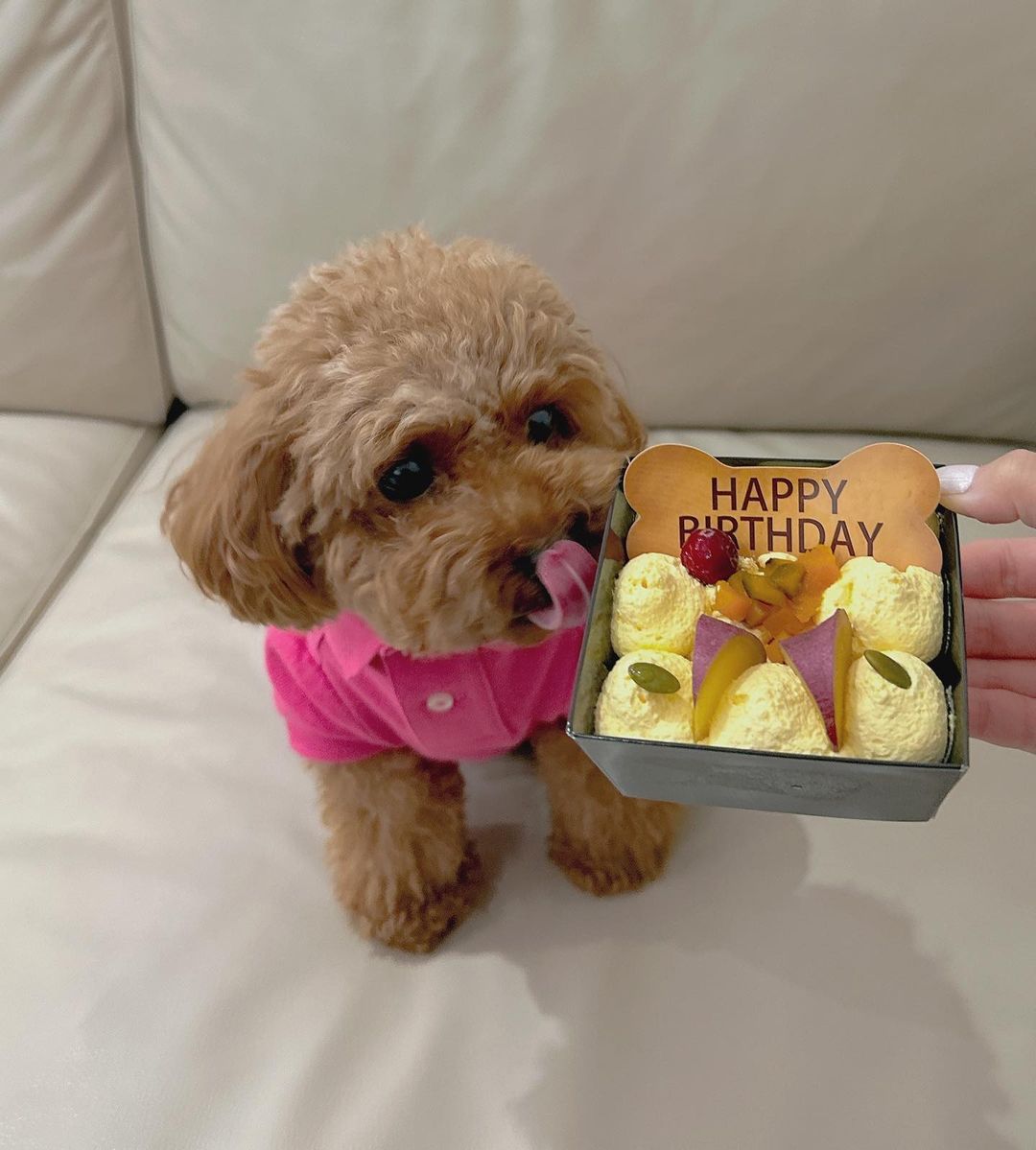 jiatenghuizi531's tweet photo. 少し大きくなった
#かわいい犬
#ペットの犬
#しっぽを振る
#犬好き
#動物の癒し
#小さな動物
#ペット愛好者
#可愛い動物
#癒しのひととき
#ペットライフ
 #poodlelovers #hkpoodle #redpoodles #puppylove #puppy #doggie #poodlesofinstagram #개 #푸들  #プードル #ペットの犬 #犬の日常 #犬の日 https://t.co/MZC7k9dsUD
