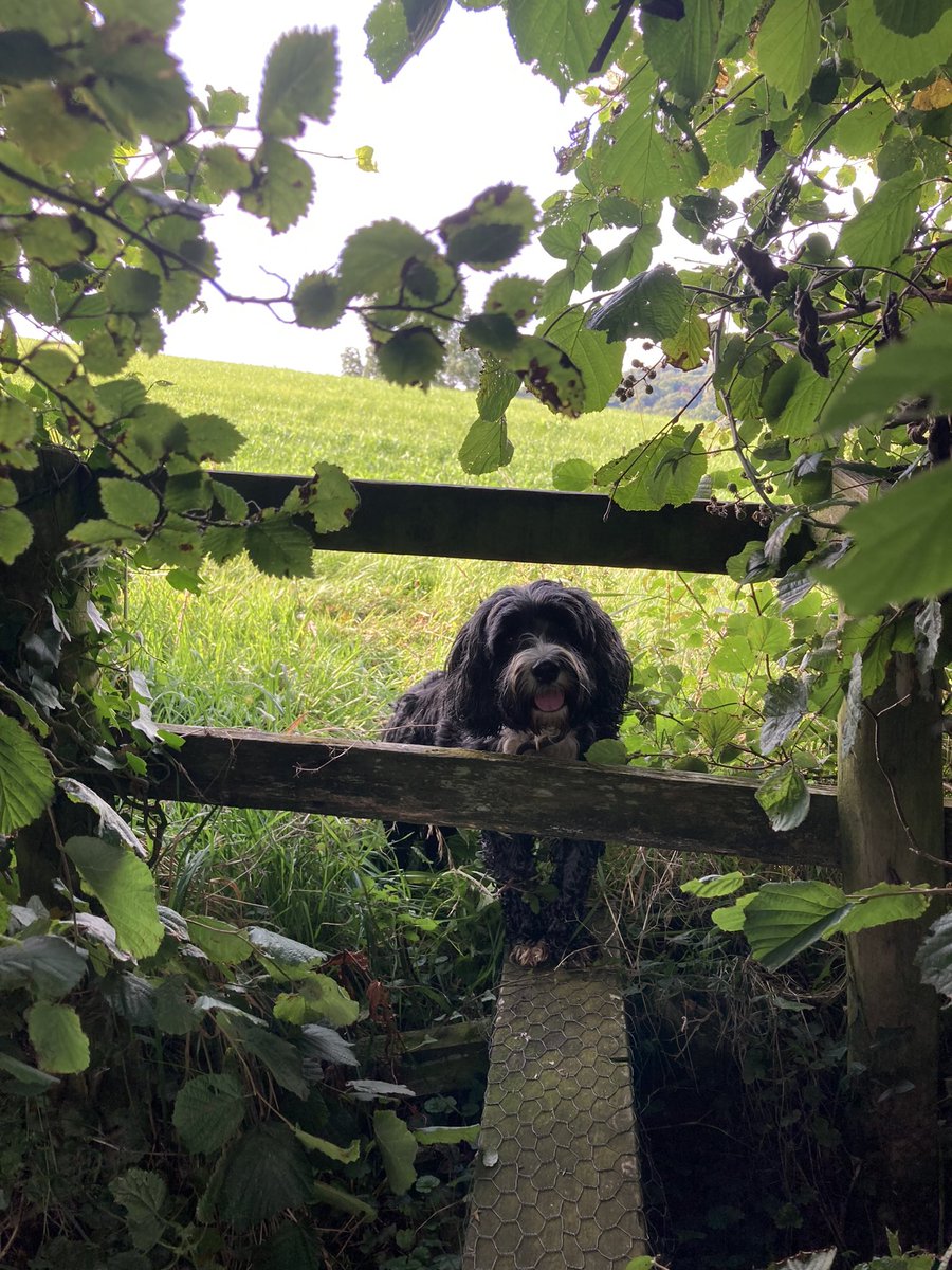 I’m not in the shops myself today, so I’m not going to post a book/shop photo.

Instead, here’s Errol, being a wuss about getting over a stile.

Meanwhile the bookshops in Tetbury and Nailsworth are open 11-4pm. It’d be lovely if people dropped by. 
#BookshopDog #DogTwitter