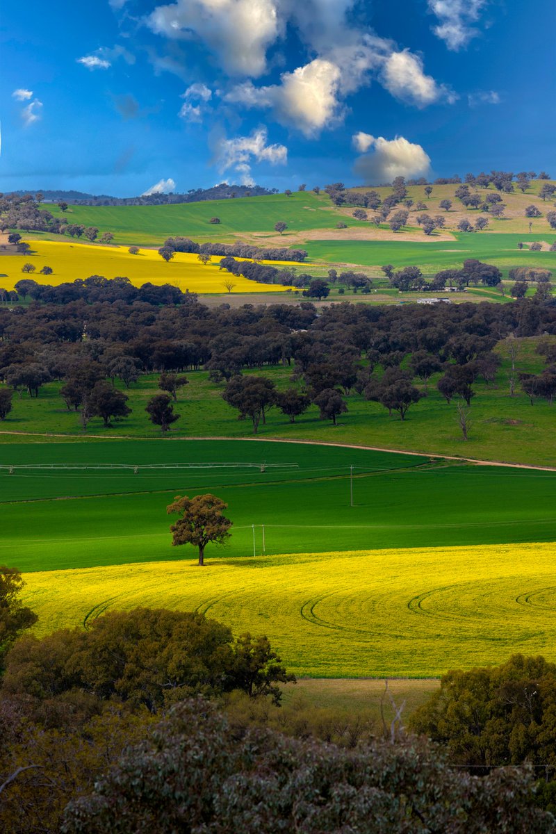 Happy Monday.

Getting news from friends that the regional NSW is starting to look very pretty. Time for a road trip to the country.

Have a lovely start into the new week.

💛💚💙
.
#canolafields #roadtrip @Australia @regionalNSWnews @VisitNSWForests
#cowra #feelslikespring
