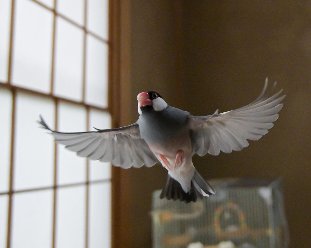 開いているときもある文鳥