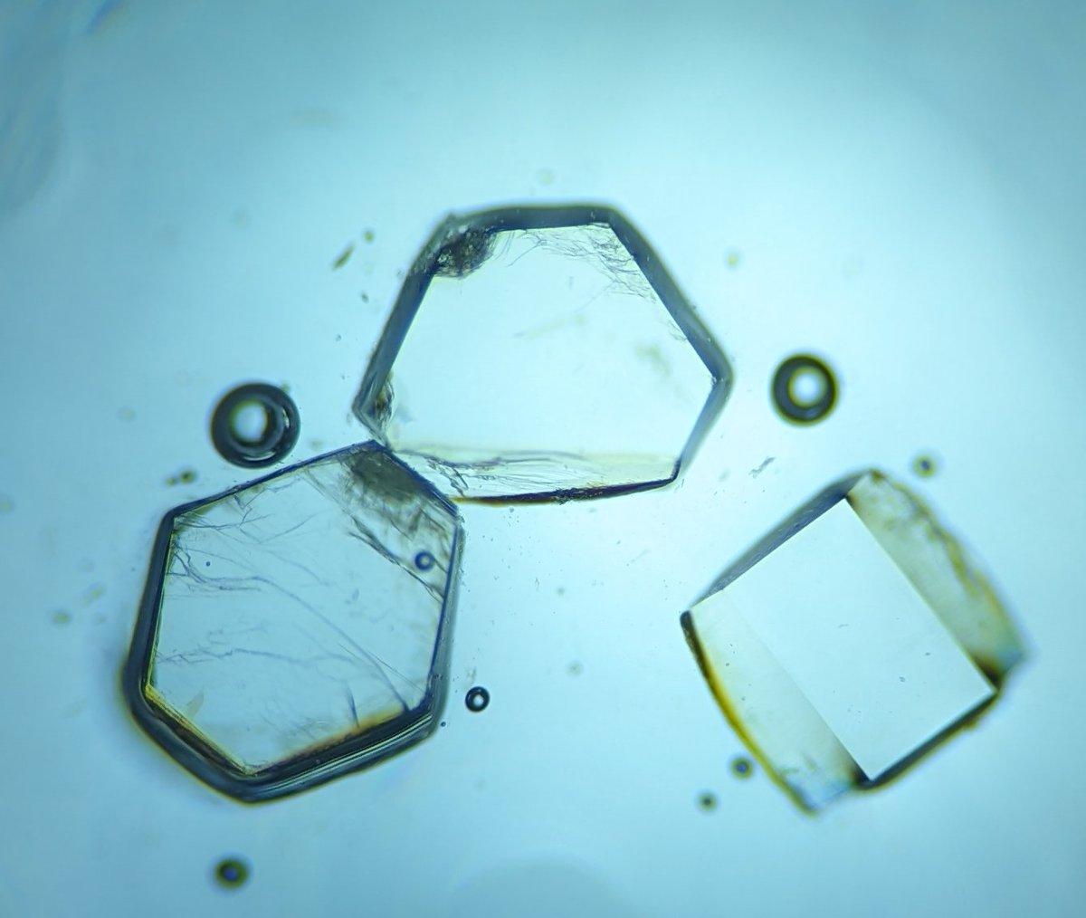 I am absolutely in love with these crystals I grew over the weekend 😍