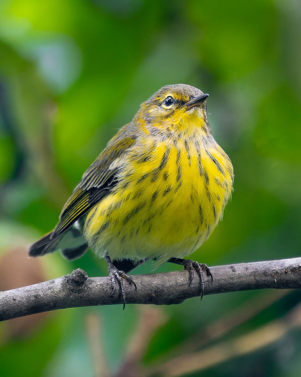 This Cape May warbler was very territorial and kept chasing away a prothonotary warbler from its crabapple tree. Tough little bird! (Last week in Green-Wood Cemetery, Brooklyn, New York)

#birds #birdwatching #nature #wildlife