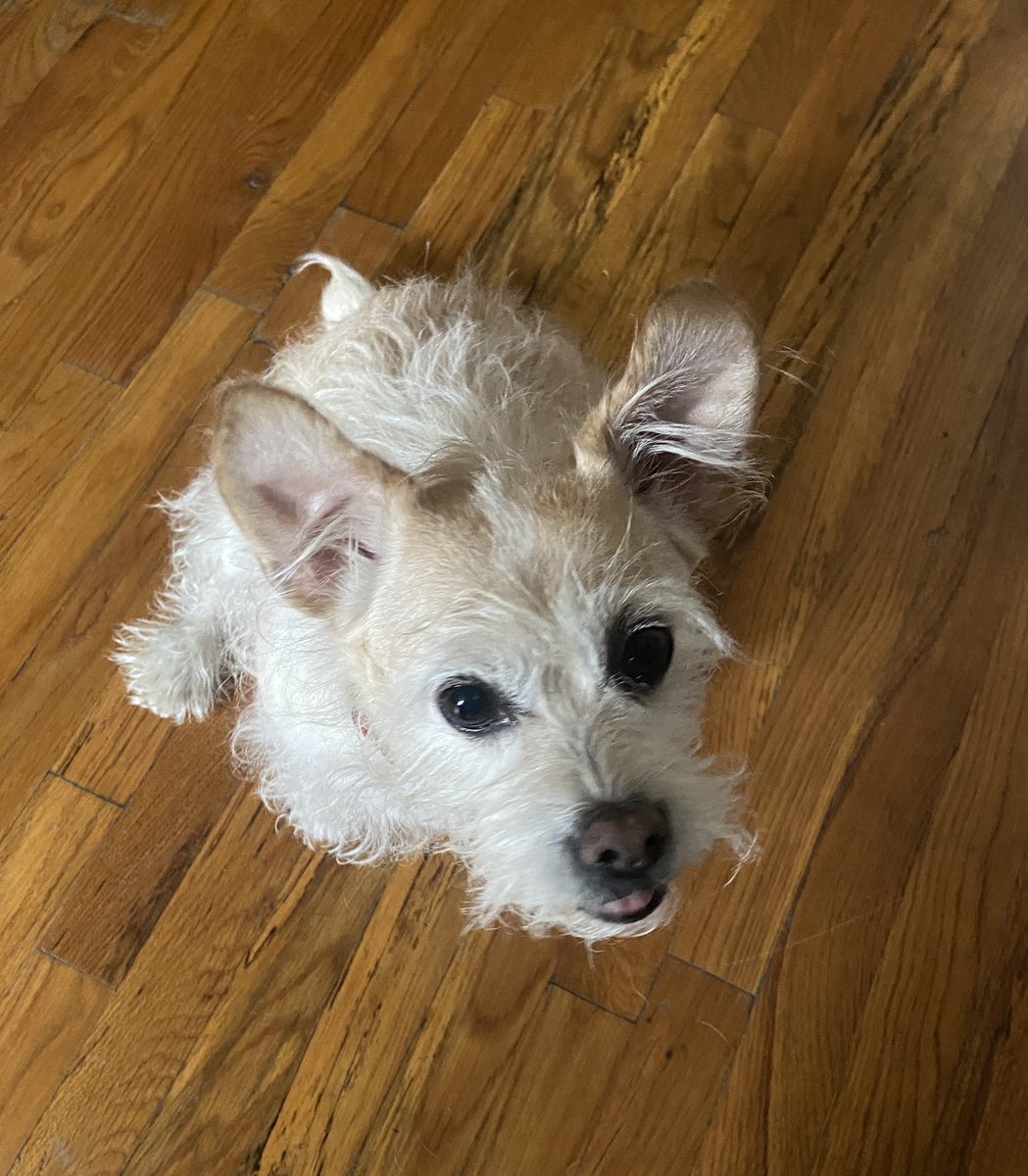 I just opened a Covid rapid test in my apartment b/c I was in contact with a good friend recently who has Covid, and Lucy thought I was opening a bag of dog treats and she sat waiting for said imaginary treats:
