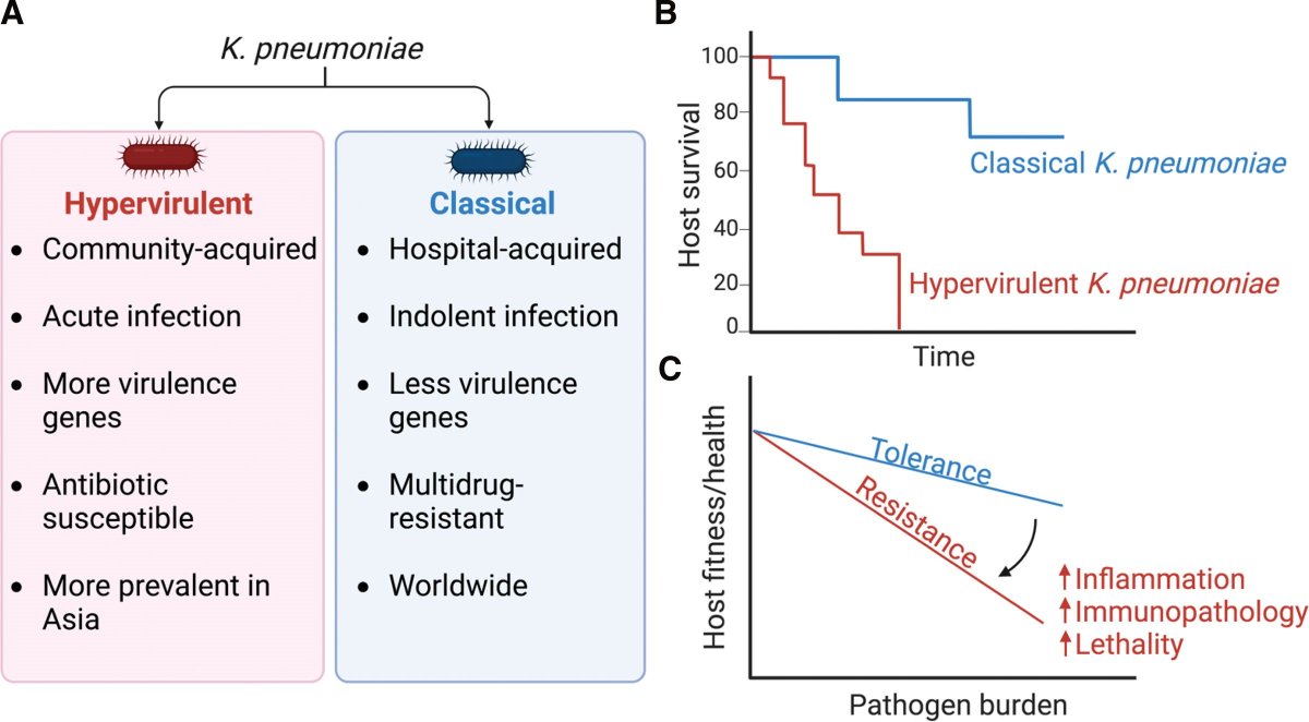 Immunometabolism (@immunometaboli2) on Twitter photo Review "Immunometabolic control by Klebsiella pneumoniae"
journals.lww.com/immunometaboli… <a href="/TaniaWong88/">Tania Wong</a> @Prince_Lab Review "Immunometabolic control by Klebsiella pneumoniae"
journals.lww.com/immunometaboli… <a href="/TaniaWong88/">Tania Wong</a> @Prince_Lab