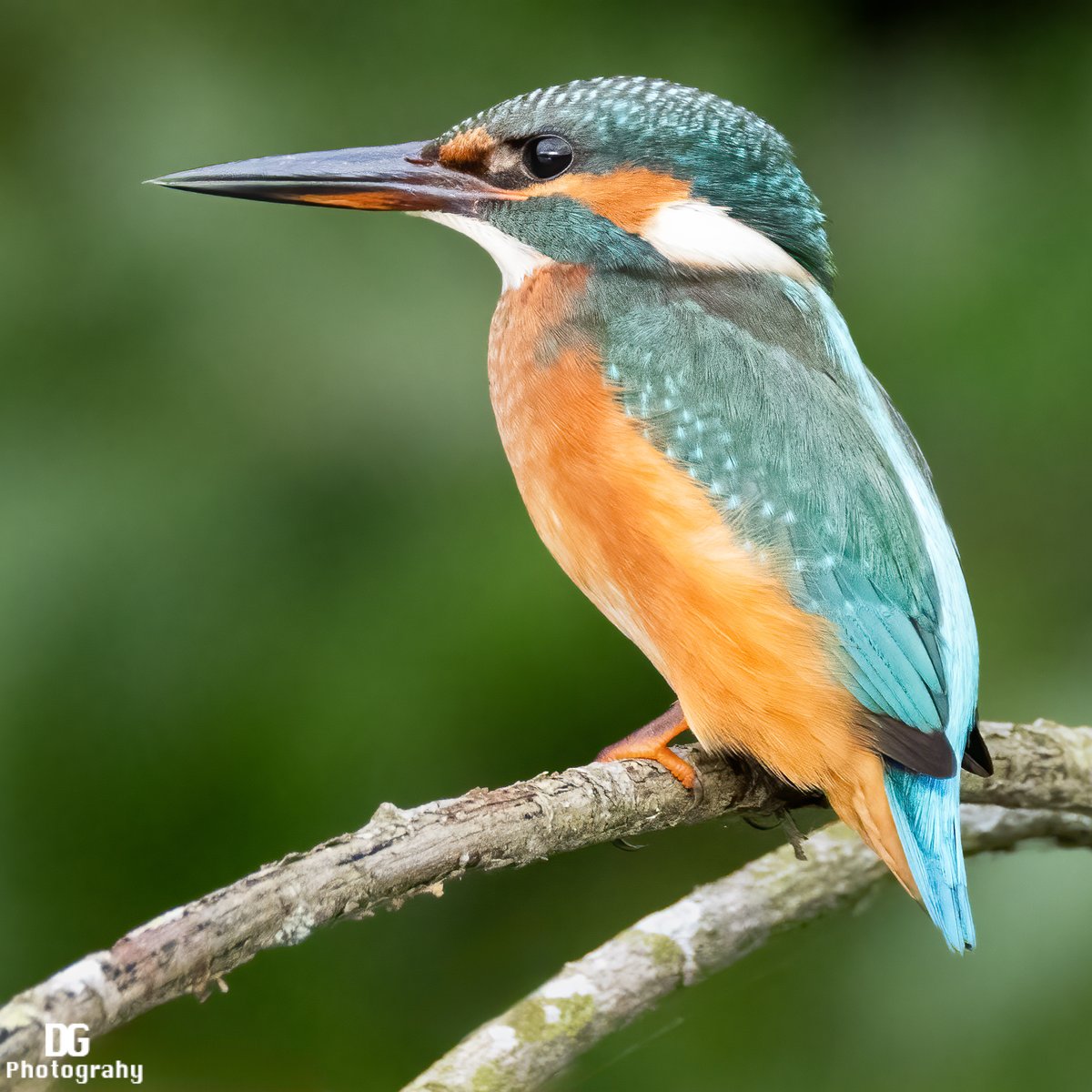 Kingfisher on the Norfolk Broads 
#WexMondays #fsprintmonday #ShareMondays