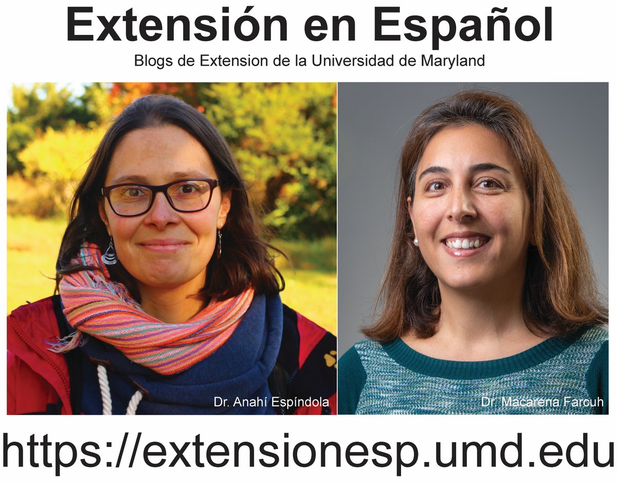 Extensión en español UMD Maryland tweet media