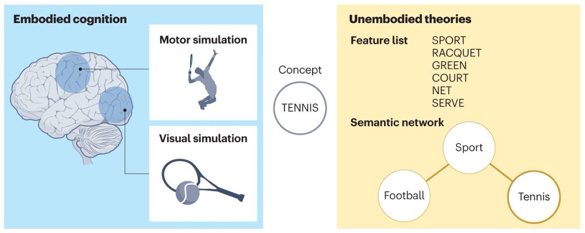 'Insights into embodied cognition and mental imagery from aphantasia', a new Review by Emiko J. Muraki (@Ejmuraki), Laura J. Speed (@Laurajspeed) &amp; Penny M. Pexman (<a href="/PennyPexman/">Penny Pexman</a>)

Web: go.nature.com/3P1mEH0
ReadCube: rdcu.be/dkwTI