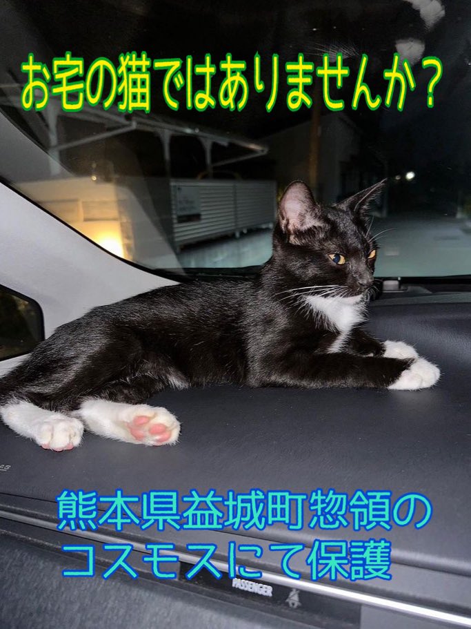 【代理投稿です】

8/28  pm10:00頃、熊本県上益城郡益城町惣領の『コスモス』にて、通りががった方が人慣れしている子猫を保護されました。

近くのお家から逃げてしまったのか…と心配されています。

この子猫の飼い主さん、またはこの子猫をご存知の方はいらっしゃいませんか？

#益城町惣領