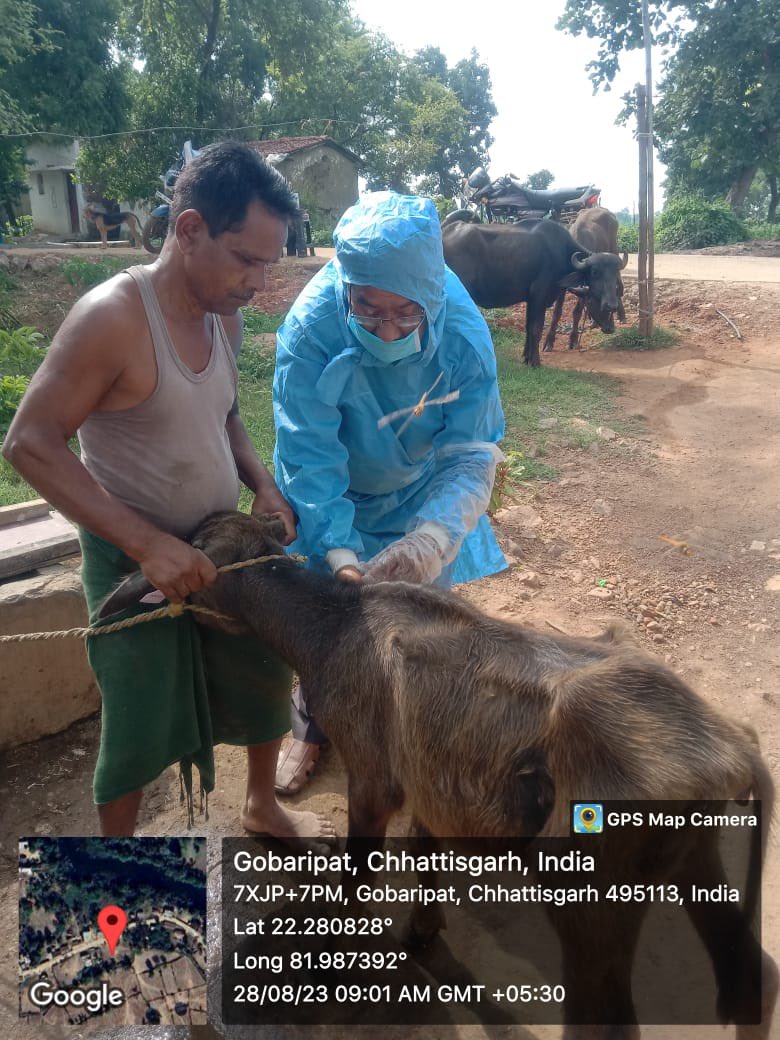 OLD-KARGIKHURD Brucella Vaccination #AnimalHealth #NADCP #ZoonoticDiseases @ChhattisgarhCMO @RChoubeyCG @VibhagCg @BilaspurDist