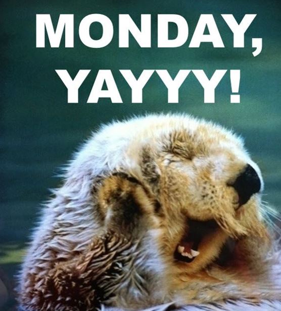 EngeniumCareers's tweet photo. Who else is excited for a fresh start this week?!

WE ARE! 🙌🏻 Click the link to see all the jobs we have available!

https://t.co/SwtEIU58aY

#network #jobalerts #linkedin #networking #hiring #nowhiring #MondayMotivation https://t.co/ukJtaecLvL