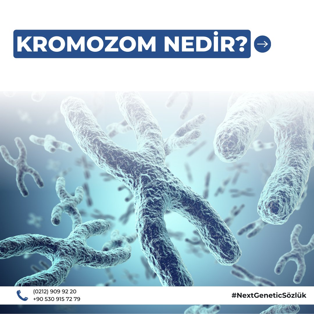 NextGenCen's tweet photo. Next Genetic Center sözlük ile Kromozom nedir?

#NextGeneticCenter #NGCSözlük #kromozom #genetiktest #sağlık https://t.co/WGgbYrllHW