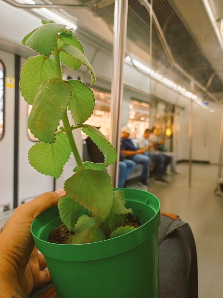 Alejandroj_31's tweet photo. Las plantas también disfrutan de la cultura Metro @metrodemedellin https://t.co/thEvAJ69Mr