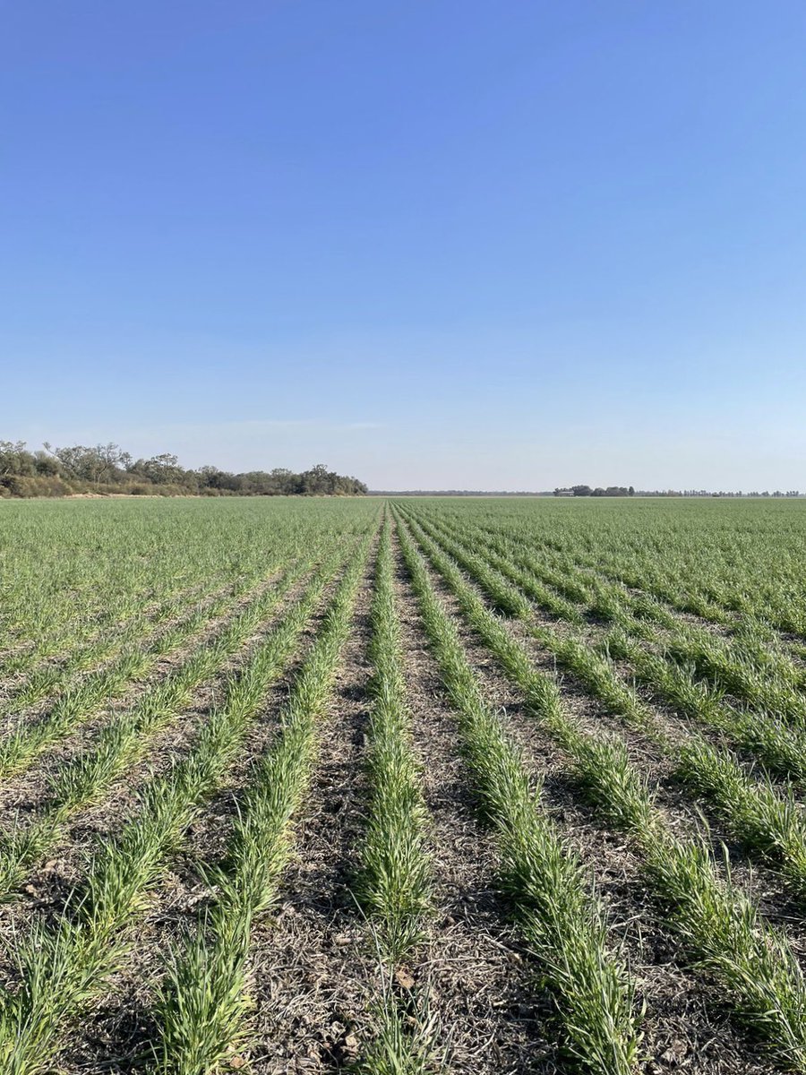 UPLArgentina's tweet photo. Potenciando al trigo con las #BiosolucionesUPL de NPP 🌱👌
Desde Charata (Chaco 📍), @rodrigo_pll nos comparte estas 📸 de un lote tratado en comienzo de encañazón con #BIOTRONPLUS, una de las #BiosolucionesUPL de NPP - Natural Plant Protection by UPL.
¿Resultado? ✅ Menores síntomas de estrés, menos amarillamiento. Además, logramos que no adelantaran la floración como ocurrió en las plantas en las que no se aplicó el producto.
Conocé esa y todas las #SolucionesUPL en https://t.co/8HpiPORRww