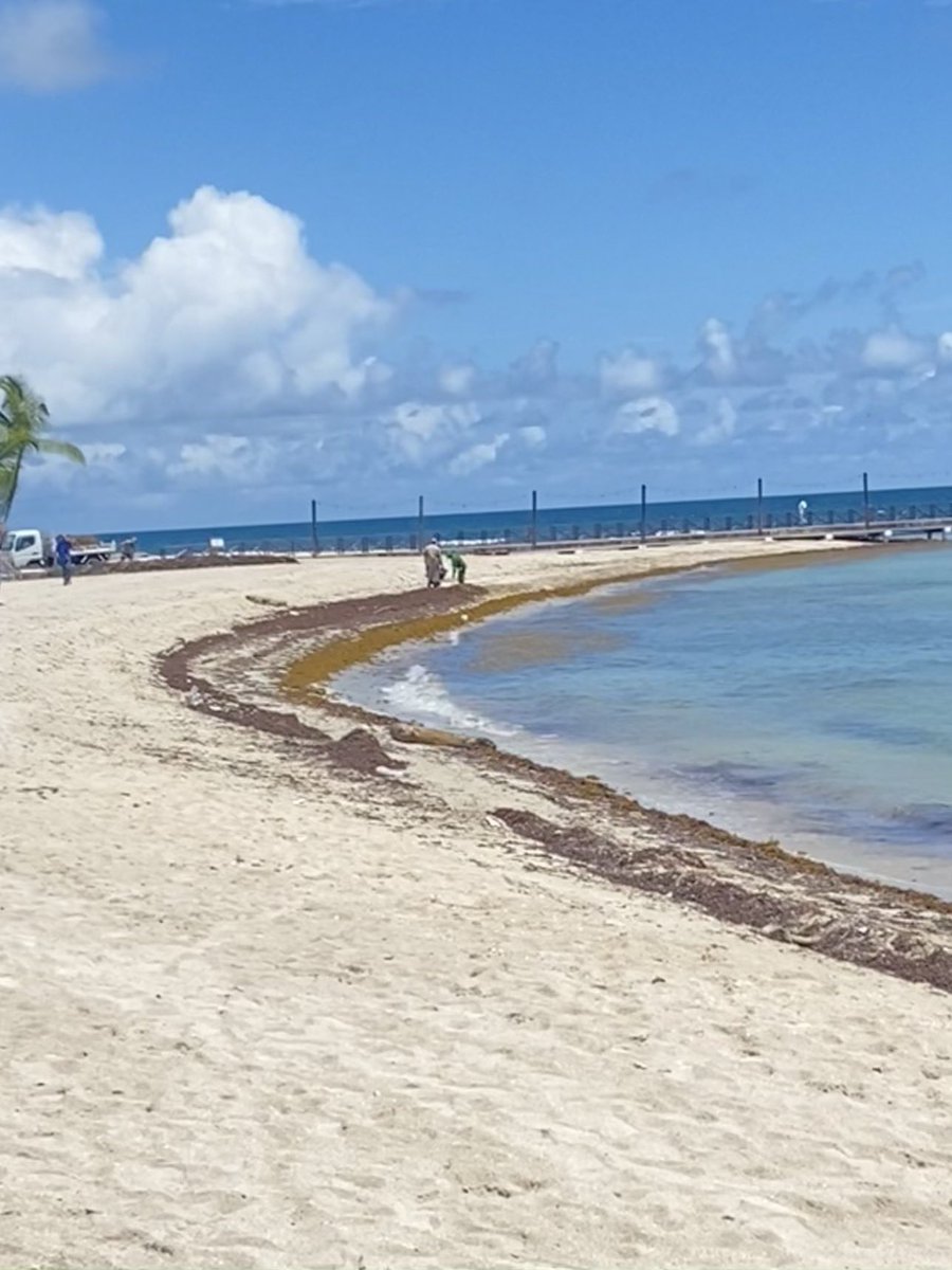 GermanAmbDR's tweet photo. #Sargazo - cómo ayer en #JuanDolio- es un problema ecológico, económico y afecta el #turismo en #RepúblicaDominicana 🇩🇴. Por eso #Alemania 🇩🇪 apoya distintas iniciativas cómo con este #microproyecto de @sos_carbon para convertir el problema en #oportunidad. @ambienterd @TurismoRD https://t.co/zSKUjMKvqx