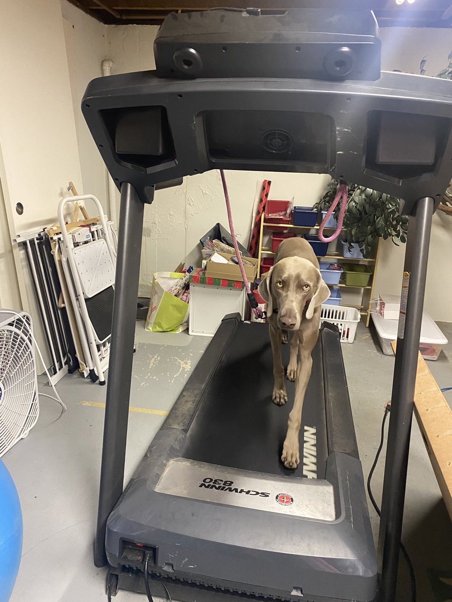 AngieMitrisin's tweet photo. Whenever I start to feel like I’m not accomplishing enough in my day…I remember that I taught my dog how to walk herself and I feel better 🐾 https://t.co/gaFTx8bDyY
